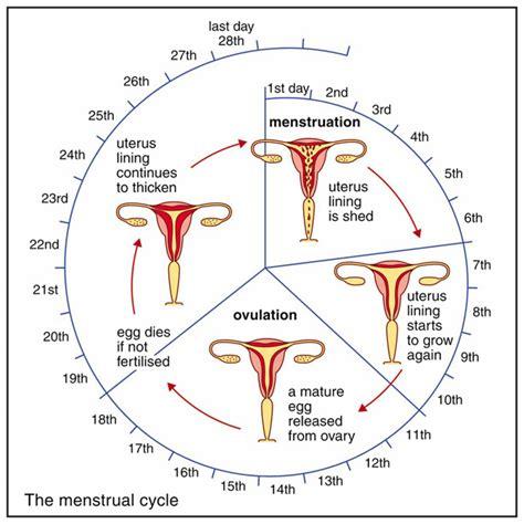The Menstrual Cycle and Ovulation Process Explained