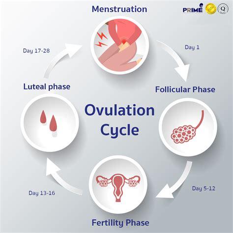 The Menstrual Cycle and Ovulation Process Explained
