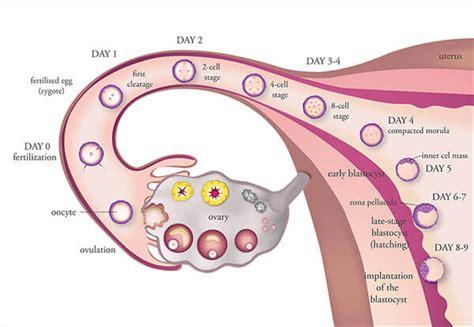 Understanding the Science of Ovulation and Fertility