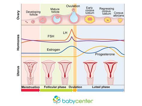 The Science Behind Your Menstrual Cycle: A Guide to Ovulation