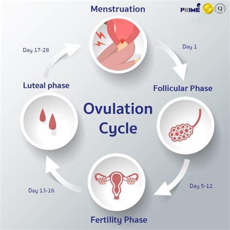 Exploring the Process of Ovulation in Women