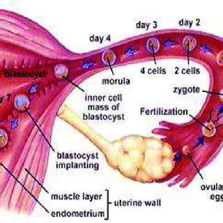 The Fascinating Journey of an Egg: Ovulation Explained