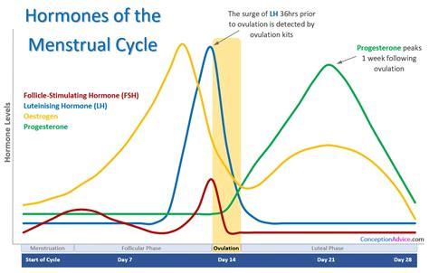 The Intricate Balance of Hormones in Ovulation