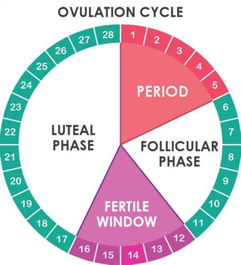 Understanding the Basics of Ovulation and Fertility